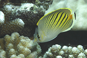 (Chaetodon pelewensis), diagonal view of fish showing superb markings, Tahiti, French Polynesia