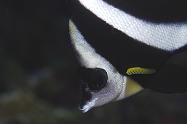 Pacific Pennantfish (Heniochus diphreutes), diagonal view of head, almost monochrome, but with yellow flash, Tahiti, French Polynesia