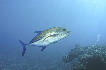 Bluefin Trevally (Caranx melampygus), fish swimming over reef, Raiatia, French Polynesia