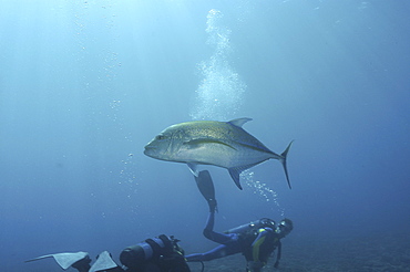 Bluefin Trevally (Caranx melampygus), fish swimming over reef with scuba diver, Raiatia, French Polynesia