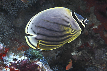 Tricolor Angelfish (Chaetodon trifasciatus), clear profile detailing wonderful markings, Mabul, Borneo, Malaysia