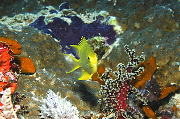 Unidentified juvenile damselfish spp., portrait of brilliant yellow fish with very colourful background, Mabul, Borneo, Malaysia