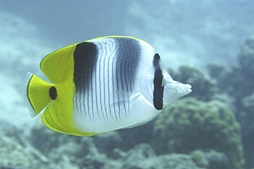 (Chaetodon falculata), very nice profile of all fish and markings against indistinct background, Tahiti,  French Polynesia