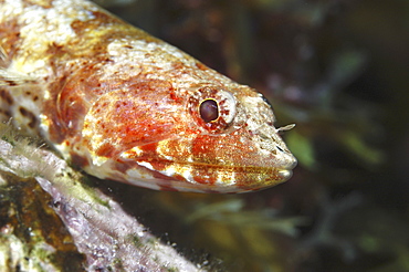 Lizardfish (Synodus intermedius), nice diagonal head profile, red in colour with dark background, Cayman Islands, Caribbean