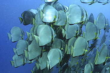 Batfish (Platax orbicularis) shoal grouped together, Mabul, Borneo, Malaysia