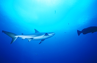 Caribbean reef shark (Carcharhinus perezii), swimming in open blue water, Bahamas, Caribbean.