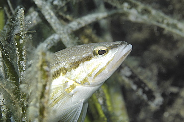 Painted Comber (Serranus scriba), view of fish emerging from sea grass in profile, Gozo, Maltaese Islands, Mediterranean