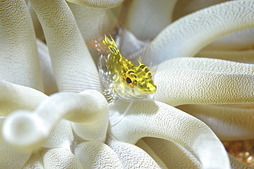 Diamond Blenny (Malacoctenus boehlkei) resting on anemone tentacles, Cayman Islands, Caribbean