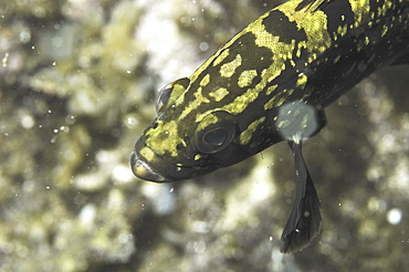 Dusky Grouper (Epinephelus marginatus), juvenile showing green and yellow markings on head, Maltese Islands, Mediterranean