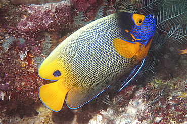 Painted Angelfish (Pomacanthus xanthometopon), superb profile of fish swimming diagonally showing all markings, Sipadan, Mabul, 