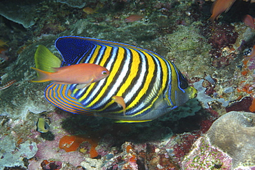 Regal Angelfish (Pygoplites diacanthus), superb profile of very colourful angelfish with anthis swimming past, Mabul, Borneo, Malaysia