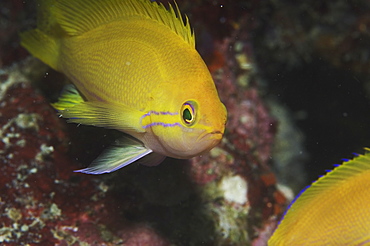 Scalefin or Lyretail Anthias (Anthias squamipinnis), swimming into frame with excellent portrait of face and markings around eye of this golden yellow fish, Sipadan, Mabul, Borneo, Malaysia