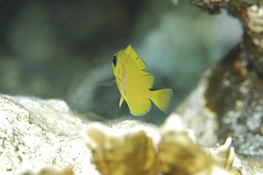 Juvenile Blue Tang (Acanthurus coeruleus), juveniles are yellow & this small fish is swimming away from camera over indistinct reef, Cayman Islands, Caribbean