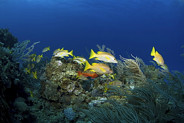 Schoolmaster (Lutjanus apodus), small school of fish amidst soft corals, Cayman Brac., Cayman Islands, Caribbean