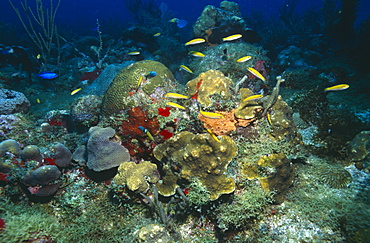 Bluehead Wrasse (Thalassoma bifasciatum), large school of females and males feeding on coral reef, Cayman Islands, Caribbean