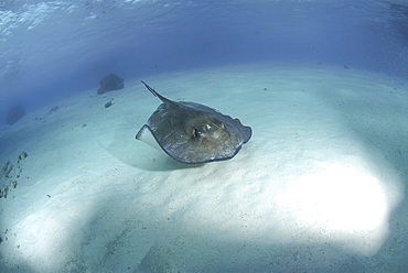 Southern Stingray (Dasyatis americana), swimming over sandy seabed, Cayman Islands, Caribbaen.