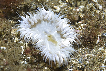 Elegant Anemone (Sagartia elegans),  nice white anemone with many tentacles and brownish background, St Abbs, Scotland, UK