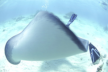 Southern Stingray (Dasyatis americana), swimming over sandy seabed with diver behind, Cayman Islands, Caribbaen.