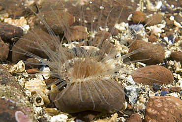 Burrowing Anemone (Cerianthus lloydi), tentacles sticking through rocky seabed, St Abbs, Scotland, UK