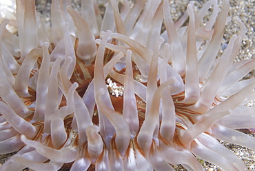 Deepwater Dahlia Anemone, (Urticina eques),  lovely purple and pink coloration to tentacle detail, St Abbs, Scotland, UK North Sea