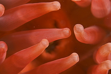  Deepwater dahlia Anemone (Urtina eques), detail showing tentacles and pinkish red coloration, St Abbs, Scotland, UK North Sea