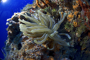 Bubble-tipped Anemone (Condylactis gigantea), lovely anemone with tentacles extended on colourful coral wall, Little Cayman Island, Cayman Islands, Caribbean