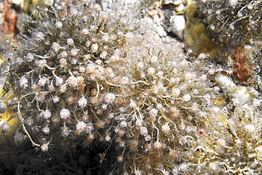  Bell hydroid (Tubularia larynx) large group of individuals tightly packed togethe clearly showing polyp heads, St Abbs, Scotland, UK North Sea