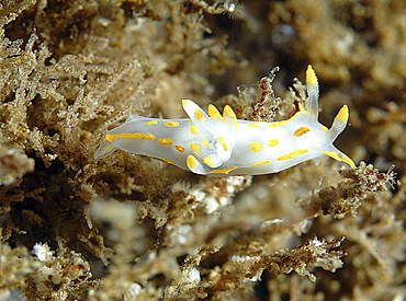 Four-lined Nudibranch (Polycera quadrilineata),  White and yellow nudibranch seen grazing on its hydroid food species, St Abbs, Scotland, UK North Sea