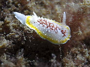 (Onchidoris luteocincta), very distinctive British nudibranch with red and yellow markings and a spiky body, St Abbs, Scotland, UK North Sea