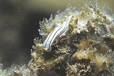 (Chromodosis lochi), lovely small colourful nudibranch on algae, Tahiti, French Polynesia