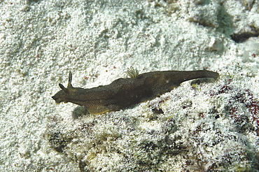 (Nembrotha spp. ) dark and spotted nudibranch on silty seabed, Mabul, Borneo, Malaysia,