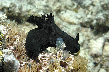 (Nembrotha spp.) very dark green nudibranch on corals, Mabul, Borneo, Malaysia,