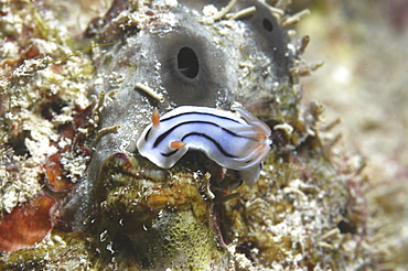 (Chromodosis lochi), lovely small colourful nudibranch on algae, Tahiti, French Polynesia