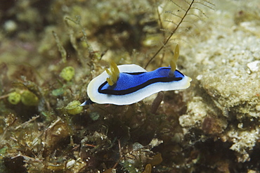 (Chromodoris annae), beatiful small nudibranch with blue, black, white and orange colours, Mabul, Borneo, Malaysia