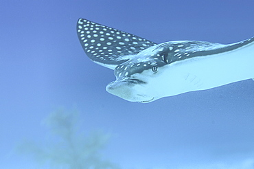 Eagle ray (Aetobatus narinari), swimming over candy saebed, Little Cayman Island, Cayman Islands, Caribbean