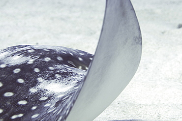 Eagle ray (Aetobatus narinari), swimming over candy saebed, Little Cayman Island, Cayman Islands, Caribbean