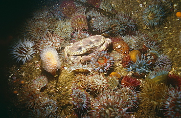 Edible crab (Cancer pagurus). Shetland Islands, Scotland, UK.