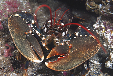 Common Lobster (Homarus gammarus),  nice view of lobster facing forward showing both large claws and red antennae, St Abbs, Scotland, UK North Sea