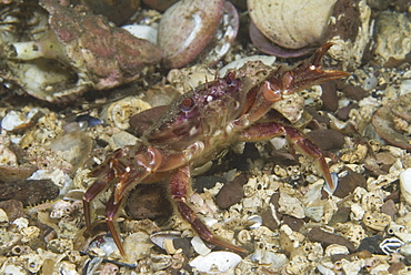 Brown Swimming Crab (Liocarcinus navigator), clear view of crab showing colour and shell markings,  St Abbs, Scotland, UK North Sea