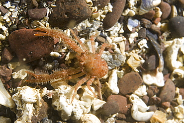 (Galathea nexa), Juvenile brilliant orange-coloured, hairy British squat lobster on gravel seabed, St Abbs, Scotland, UK North Sea