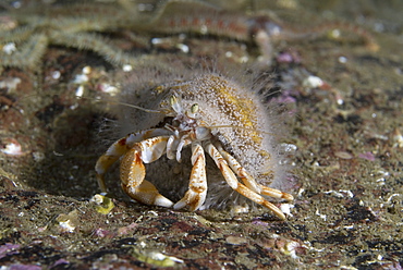 Hermit Crab Hydroid (Hydractinia echinata),  on Common Hermit Crab, St Abbs, Scotland, UK North Sea