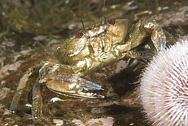 Velvet Swimming Crab (Necora puber),  view showing underside, dark tipped claws and brilliant red eyes, St Abbs, Scotland, UK