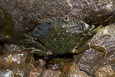 Green Shore Crab, (Carcinus maenus), see on shore and out of water clearly showing markings on its back,  St Abbs, Scotland, UK