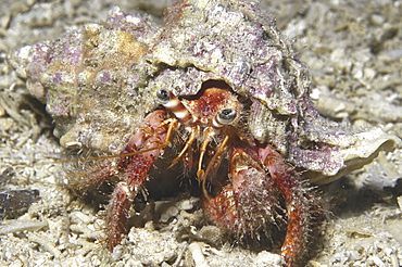 Hairy Hermit Crab (pagarus cuanensis), view of hermit crab in its shell with all parts showing comical looking, Maltese Islands, Mediterranean