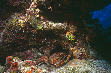 Clinging crab ( Mithrax spinosissimus). hiding under rocky ledge with body, legs and claws visible, Cayman Islands, caribbean