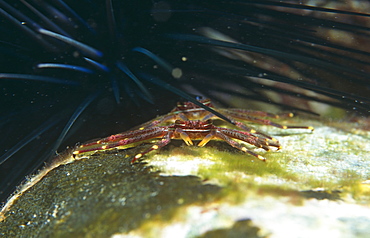 Sally lightfoot crab (Percon gibbesi), on coral boulder with sea urchin spines behind, Cayman Brac, Cayman Islands, Caribbean.