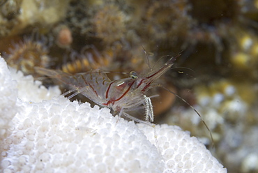 Pink Shrimp (Palaemon montagui), sitting on dead men's fingers soft coral clearly showing reddish pink markings on head, St Abbs, Scotland, UK North Sea