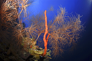 Red rope sponge and precious black coral tree,  Little Cayman Island, Cayman Islands, Caribbean