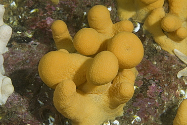  Dead men's Fingers (Alcyonium digitatum), orange-coloured stubby soft coral, St Abbs, Scotland, UK