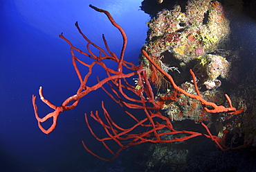 Red rope sponges (Aplysina caulifrons) on underwater cliff,  Little Cayman Island, Cayman Islands, Caribbean